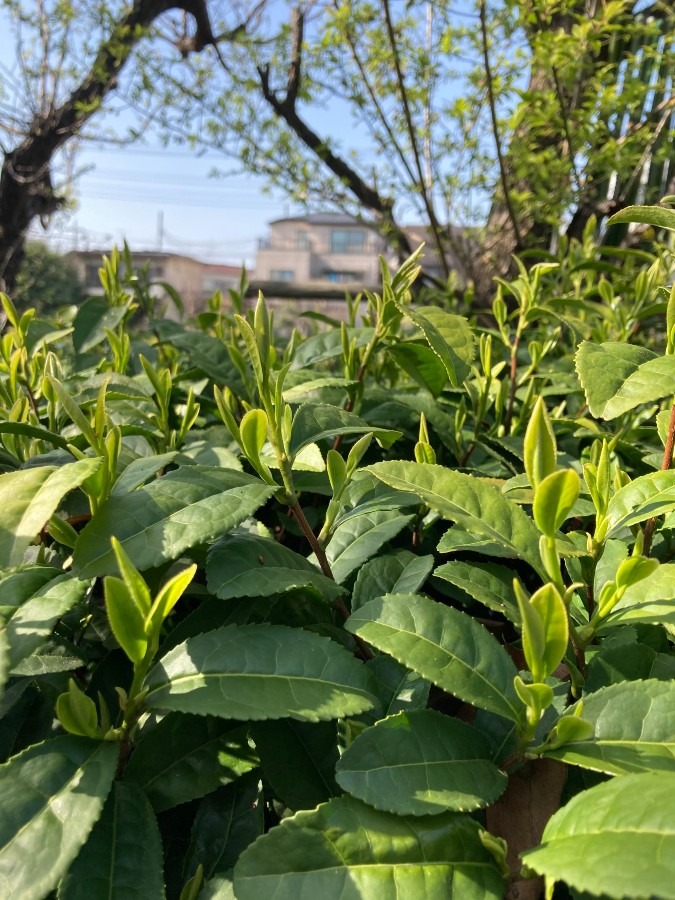 近所の茶の樹